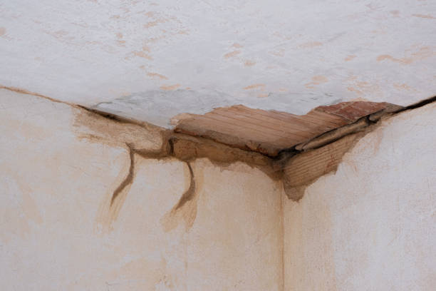Best Water damage cleanup near me  in Dexter, MI