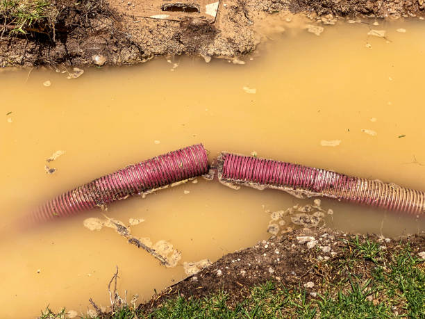 Best Mold removal after water damage  in Dexter, MI